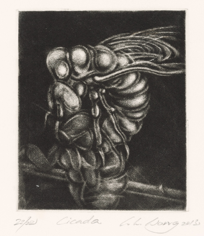 Cicada